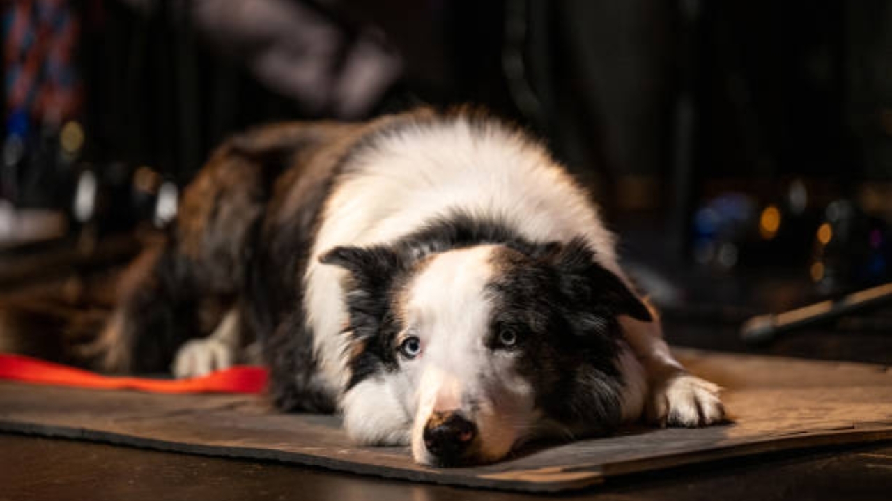 Messi conquista Cannes: uma aventura cinematográfica canina