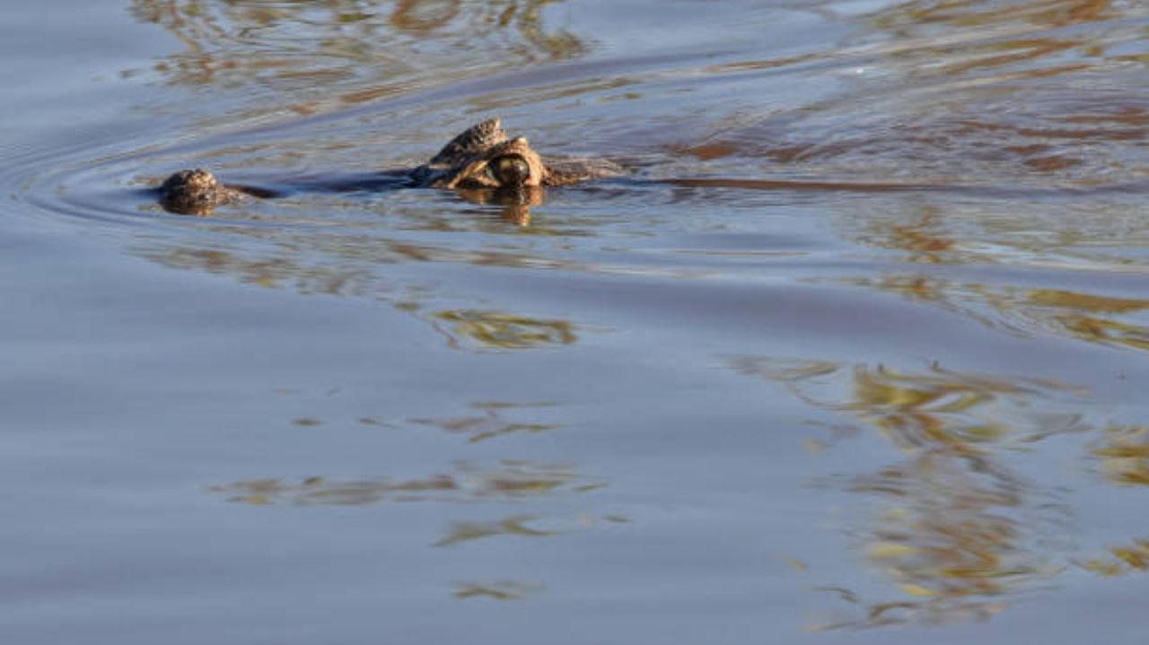 Jacaré é visto nas ruas alagadas de Porto Alegre, mobilizando a fauna silvestre
