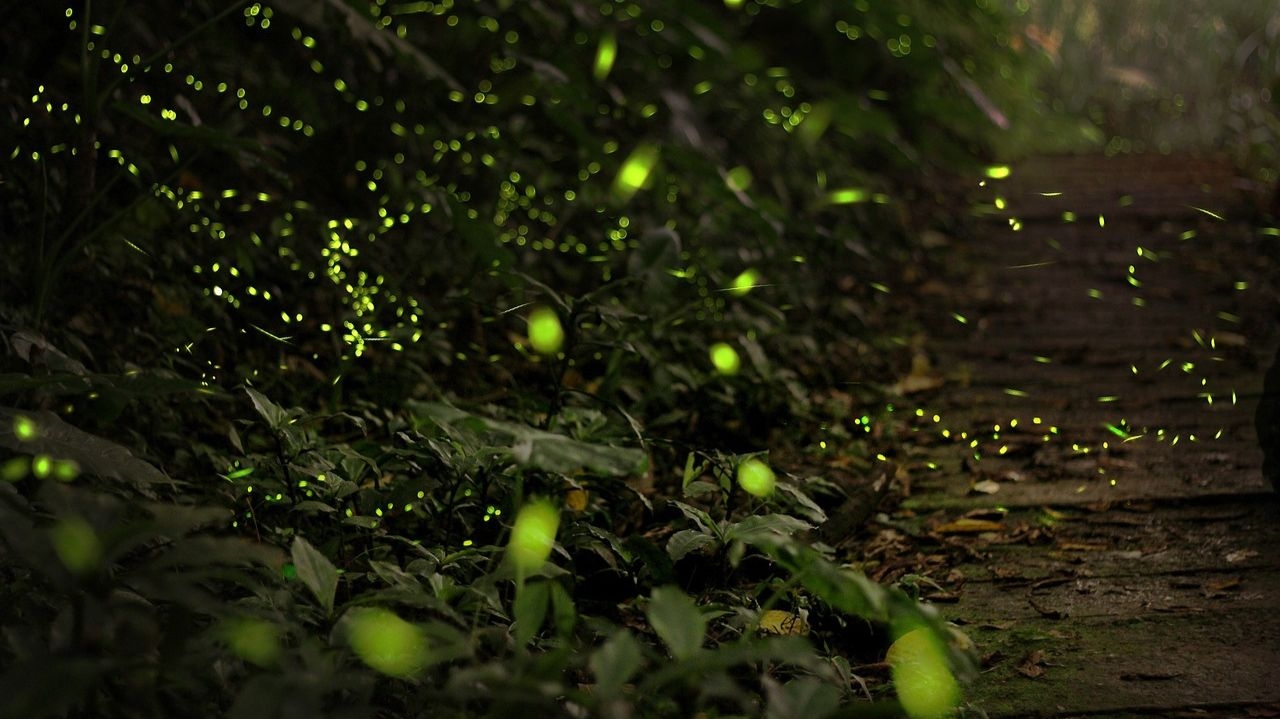 Nova espécie de vaga-lume descoberta conviveu com dinossauros