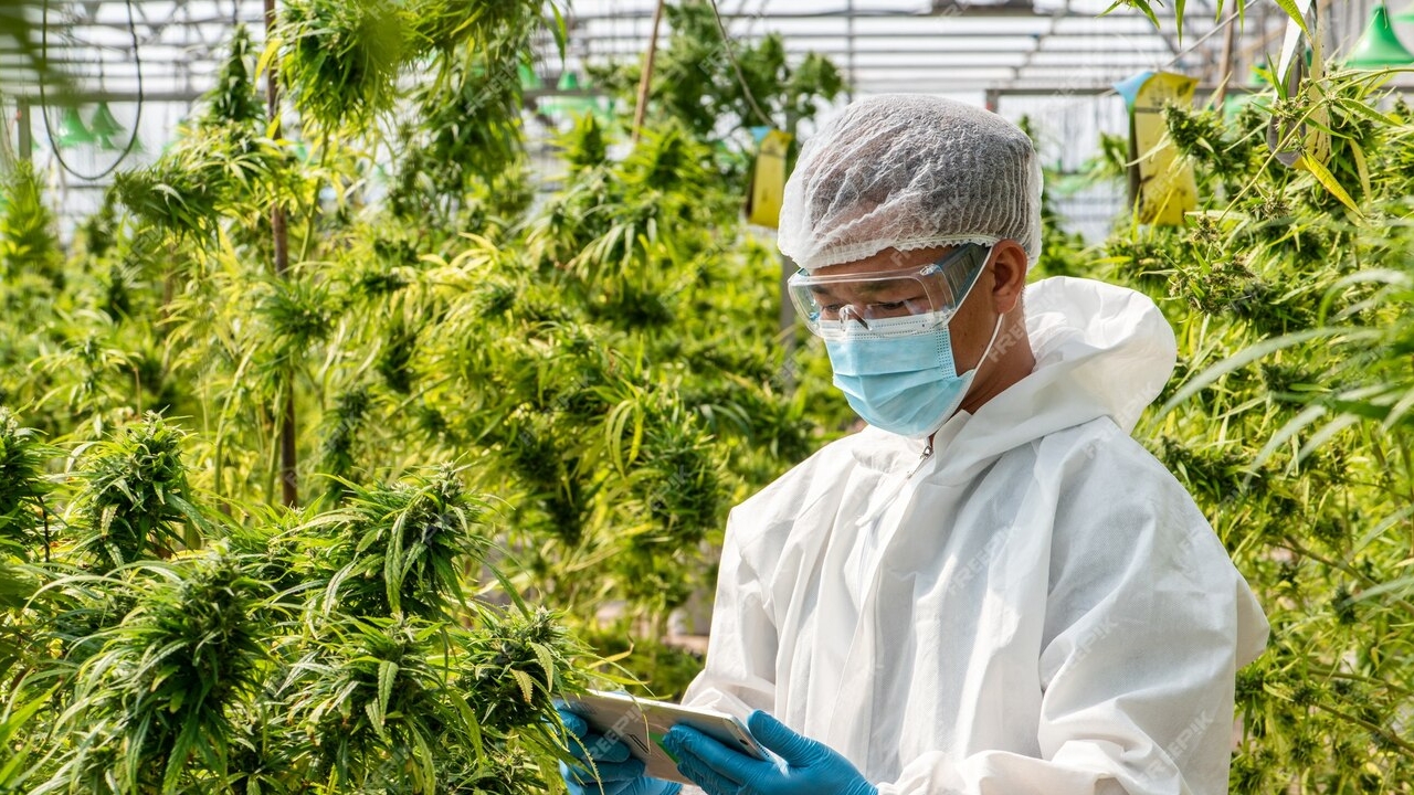 STJ inicia julgamento de recurso para cultivo de cannabis medicinal no Brasil