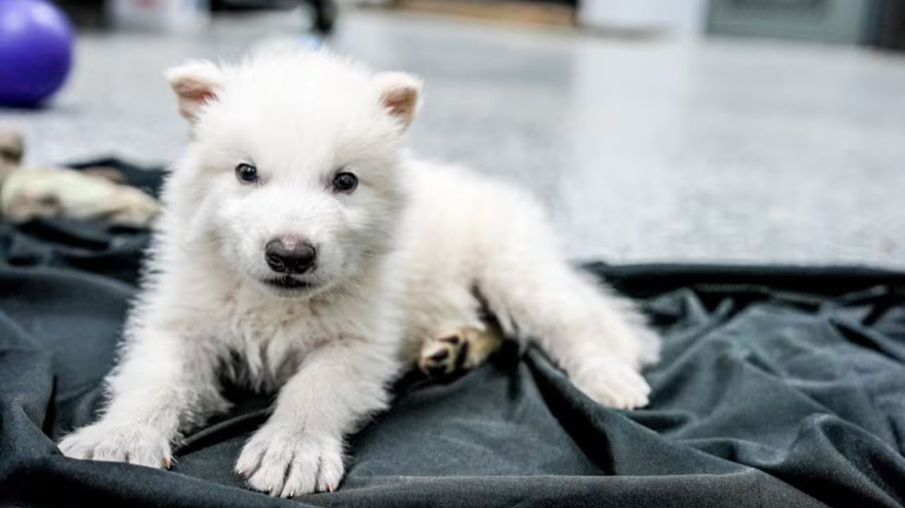 Tecnologia inovadora é utilizada para trazer espécie de lobo de volta da extinção