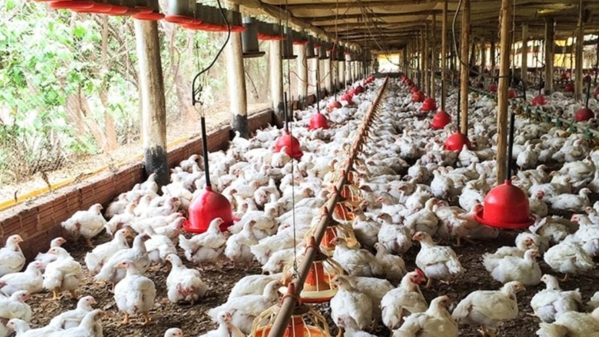 Gripe aviária levanta alerta para risco de pandemia e transmissão em humanos