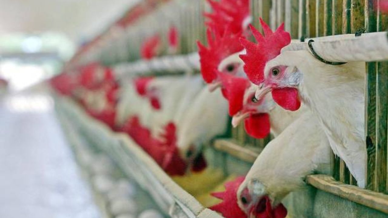 Frango brasileiro sofre restrição por gripe aviária e prejuízo no setor pode chegar a US$ 200 milhões mensais