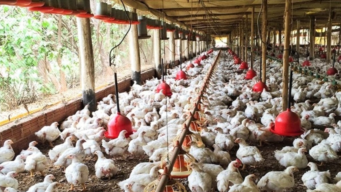 Câmara dos deputados aprova projetos para combater gripe aviária