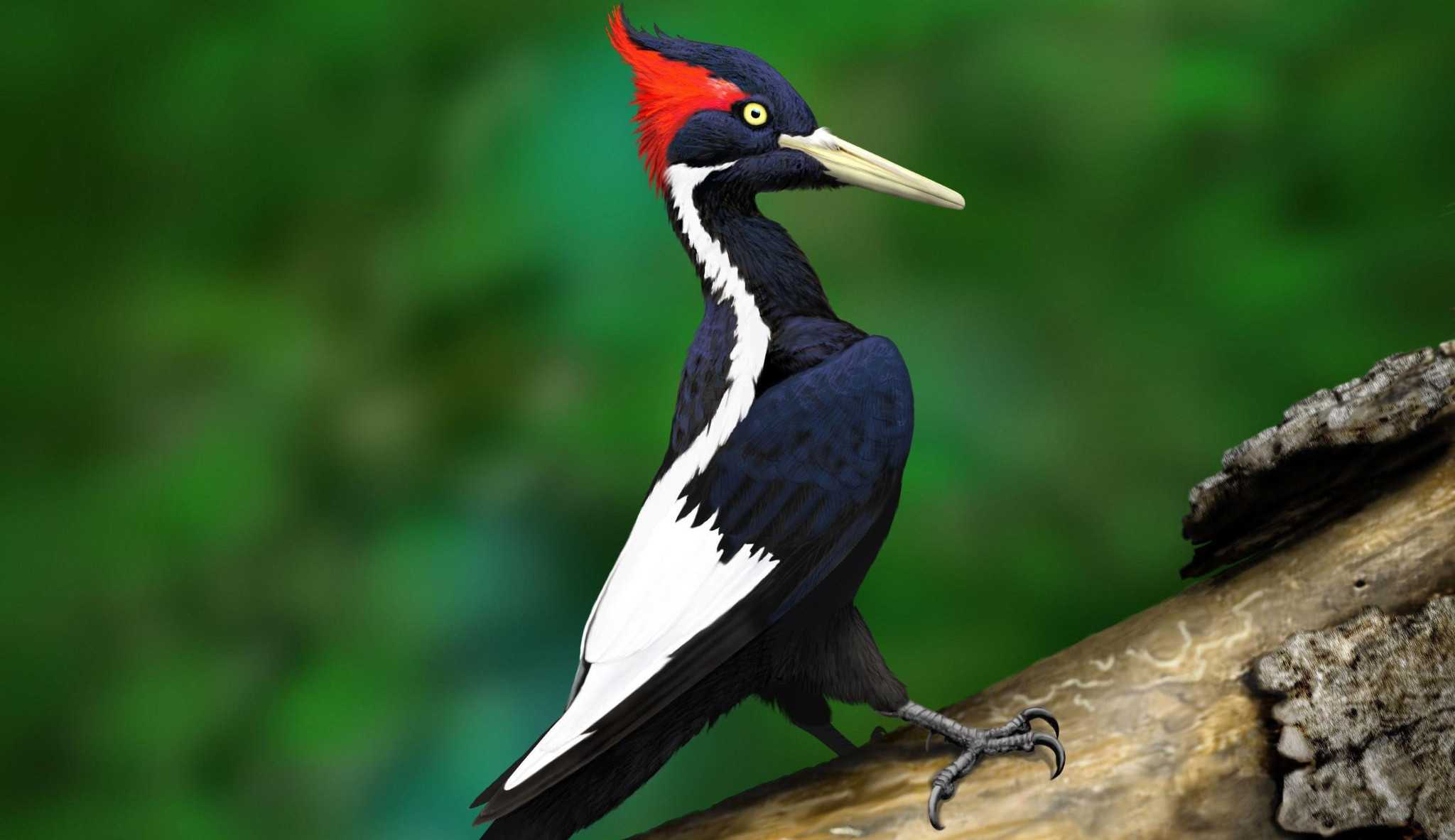 Espécie que deu origem ao desenho Pica-Pau será declarada oficialmente extinta