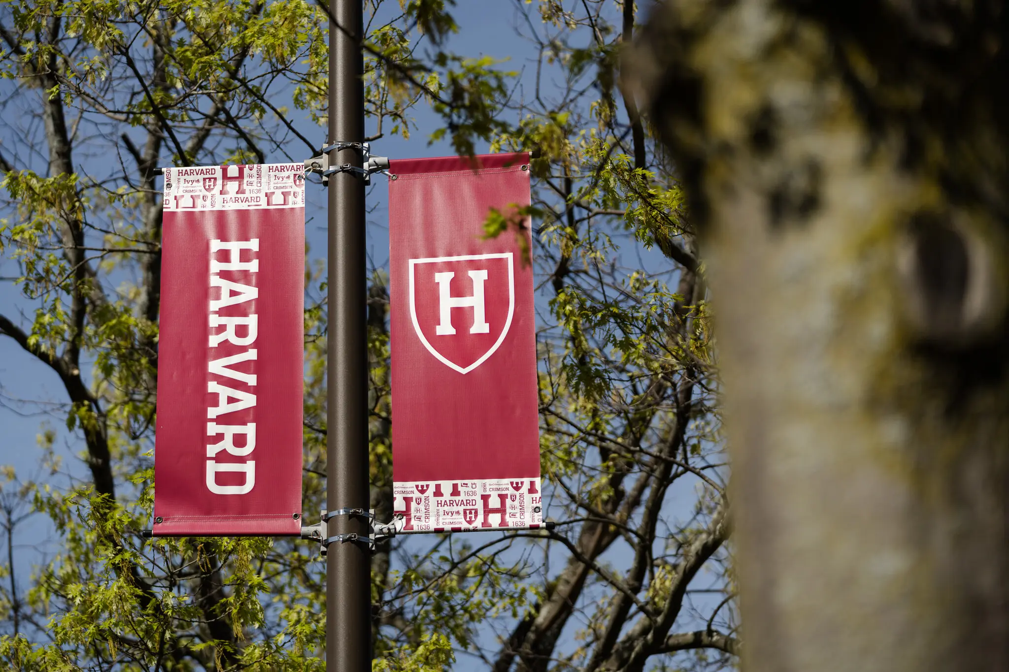 Universidade de Harvard, em Boston, Massachusetts | Reprodução/Sophie Park/The New York Times