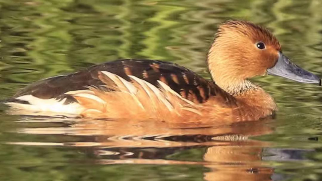 Estado de São Paulo registra primeiro caso de gripe aviária do ano