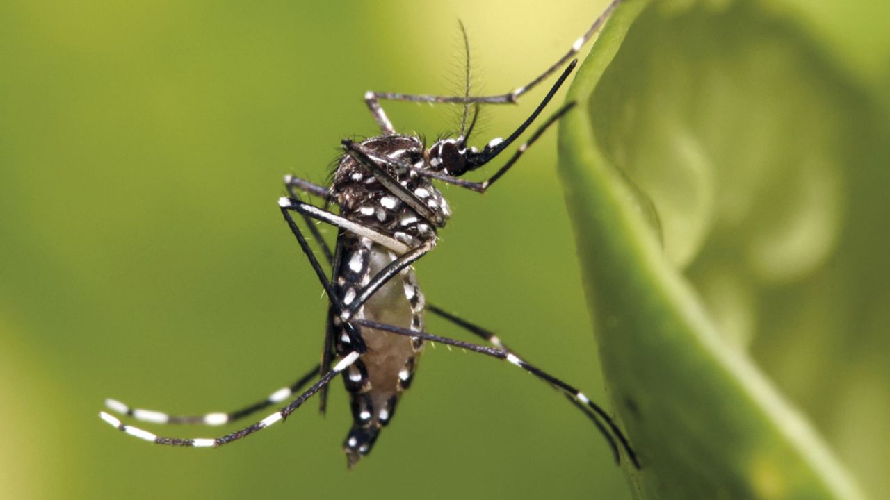 Mosquito Aedes | Reprodução/Muhammad Mahdi Karim/Wikimedia Commons