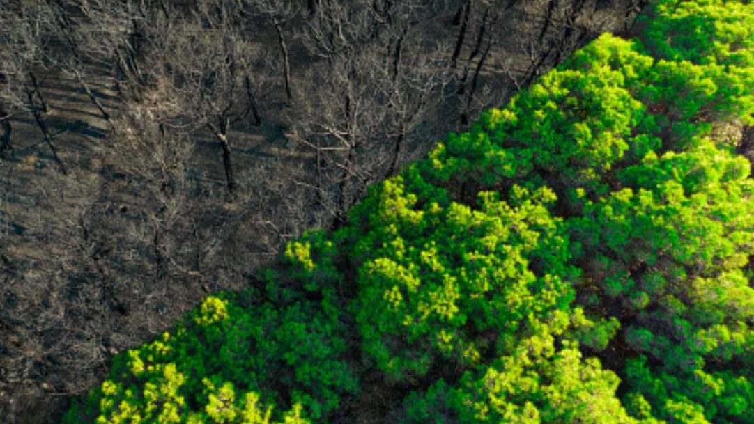 Fundo florestal idealizado pelo Brasil receberá apoio financeiro da China