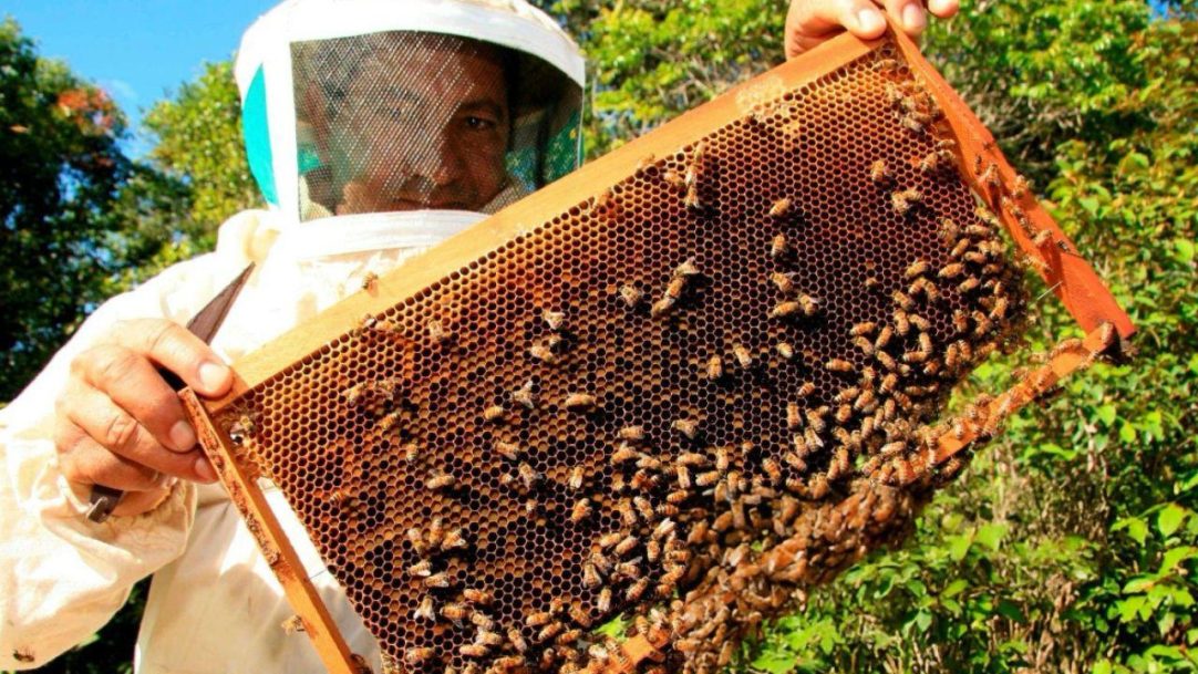 Tarifas de Trump afetam exportação de mel orgânico do Piauí aos EUA