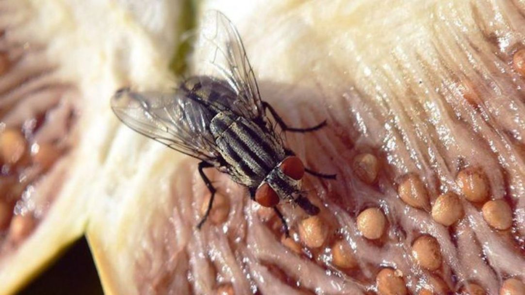 EUA confirmam 1° caso de infecção causada por parasita comedor de carne humana