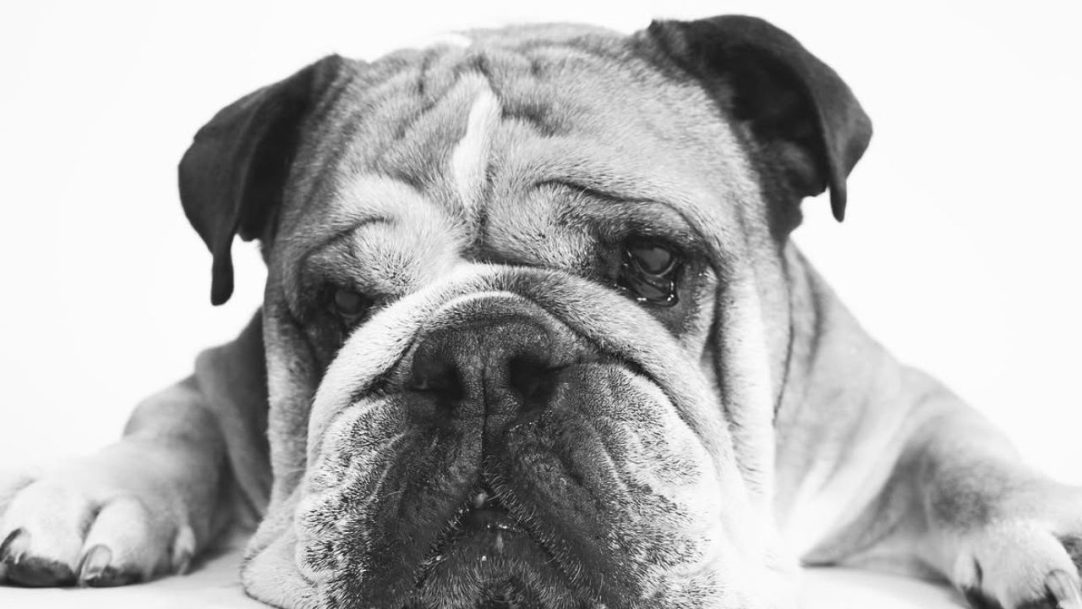 Lewis Hamilton anuncia morte de Roscoe: “Um anjo e verdadeiro amigo”