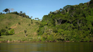 Nova bactéria do gênero “bartonella” é descoberta na Amazônia