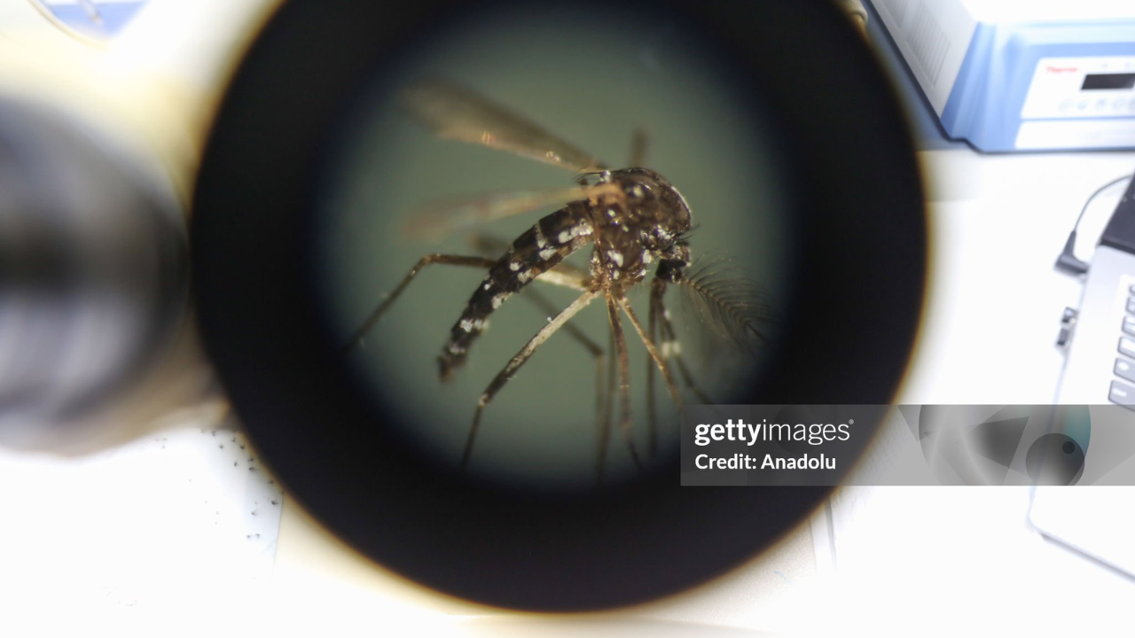 Mosquito Aedes Aegypti | Reprodução/Anadolu/Getty Images Embed