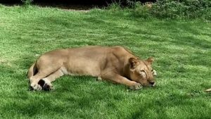 Jovem que morreu após invadir jaula de leoa é identificado pela Polícia