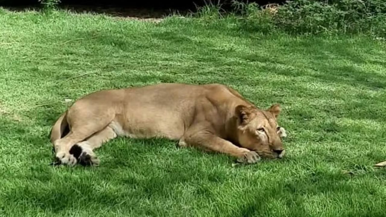 Leoa do Parque Arruda Câmara, o Bica | Reprodução/PMJP